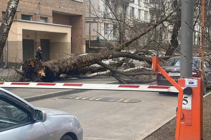 Два человека погибли во время штормового ветра в Москве